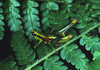 Hylopedetes mirandus Rehn, 1929: male. (Otu).