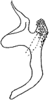 Aedeagus, lateral view: Aedeagus (Eratoneura sp.), lateral view.<br>By. I. Dworakowska. (Observation).