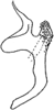 Aedeagus (Eratoneura sp.), lateral view.<br>By. I. Dworakowska. Depicts Aedeagus, lateral view, an Observation.