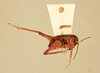 CollectionObject 1516669; e5476570-eec4-4fcc-b50b-7e4db29ca79a, NHMUK013803957: lateral view (holotype). (CollectionObject).