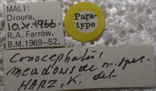 labels (paratype). Depicts CollectionObject 1573273; 155ecaee-73ce-4465-8307-0198961e27d6, a CollectionObject.