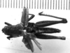 CollectionObject 1540925; 19dc0e2d-54fe-475b-b8ff-3fc6afb44681: Image, Carbonell, C.S. female, dorsal view (lectoype). (CollectionObject).