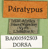 CollectionObject 1571074; 1cbe6d82-b330-4400-a9ed-21a6ed6a6aa0: labels (paralectotype). (CollectionObject).;CollectionObject 1571075; dc2a7b19-b8b2-4e97-aaab-1dcf199a6fd1: labels (paralectotype). (CollectionObject).