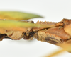 CollectionObject 1591399; 270adce3-a2d6-4189-9d34-ba6b6ce3ba6a: copyright IMQC Montreal. female thorax, dorsal view (holotype). (CollectionObject).