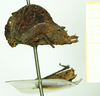 CollectionObject 1532569; 2d1514a2-d716-473f-8a7e-ac047487ca99: female, lateral view (holotype). (CollectionObject).