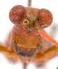 CollectionObject 2703976; CNMS 3686, CNMS 3686, f7030a48-5af7-4e1c-b4c1-500d14041c9b: front view. female (paratype). (CollectionObject).
