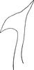 Pygofer appendages on Cicadulina (Cicadulina) bipunctata (Melichar, 1904): (Observation).
