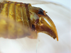 Ovipositor: (Observation).