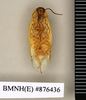 CollectionObject 1572967; 5f67139b-d34d-4f3a-be3d-b56594384d5d: Copyright Natural History Museum, London. Non-type (adult male) in BM(NH). Ventral view. (CollectionObject).