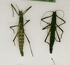 CollectionObject 1562303; c8e5a8ee-1571-4516-aed3-7961e4a31cb5: copyright MRSN, Torino. female Anisomorpha borellii (lectotype / paralectotype). (CollectionObject).