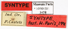 CollectionObject 1587360; MNHN(SF IMPORT DUPLICATE) MNHN-EP-EP3458, 6e9eb29d-b363-4343-8303-102145feafd3: CC BY-NC-ND 4.0/MNHN - Depraetere Marion - 2014. Syntype, female, of lineaticollis Bolívar, 1897. Specimen number: MNHN-EP-EP3458. http://coldb.mnhn.fr/catalognumber/mnhn/ep/ep3458. (CollectionObject).