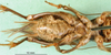 CollectionObject 1500779; 072222e7-d717-414e-b02d-bb71527b4068: female, ventral view (lectotype). (CollectionObject).