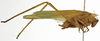 male, lateral view (holotype). Depicts CollectionObject 1529754; e4ce7714-bd75-4246-8cb9-7600b9b091e0, a CollectionObject.