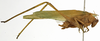 CollectionObject 1529754; e4ce7714-bd75-4246-8cb9-7600b9b091e0: male, lateral view (holotype). (CollectionObject).