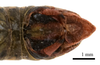 CollectionObject 1575352; 86c3acf4-7990-48d1-b219-04f563e8a432: male tip of abdomen, dorsal view (paratype). (CollectionObject).