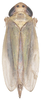 Habitus, dorsal view: Habitus, dorsal view (female). (Observation).