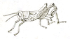 Paracaloptenus caloptenoides caloptenoides (Brunner von Wattenwyl, 1861): Pl. 16, Fig. 24 A. male habitus (body length 14 mm, pronotum 3 mm, tegmina 3 mm, hind femora 9 mm). (Otu).