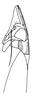 Head, lateral view on Krocolidia rufilinea Dietrich, 2003: Male holotype [BMNH]: head, pronotum and mesonotum, lateral view. (Observation).