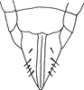 Ovipositor on Erythria manderstjernii (Kirschbaum, 1868): Ovipositor and pregenital sternite (female). (Observation).