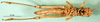 CollectionObject 1502122; 1db91715-960a-4364-aa77-7ae60ee46430: female, ventral view (paralectotype). (CollectionObject).
