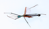CollectionObject 1563746; MEFLG 14335, 8bc25377-7f8f-4c15-9e44-041f586f62f1: copyright MEFLG Colombia. male, dorsal view (holotype). (CollectionObject).