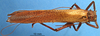 CollectionObject 1505405; fad9972a-8e1a-432b-98b6-b837cefd440d: male, dorsal view. (CollectionObject).