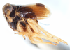 Habitus, lateral view on Delphacodes securigera Muir, 1926: (Observation).
