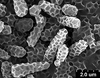 Brochosomes: CR782 | U.S.A., Arizona, Mojave Co., Dolan Springs, Rakitov R. [#02-71], 10-VIII-2002 | INHS. (Observation).