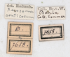 CollectionObject 1562368; NMW 239, d1bbf7c6-0c05-446f-8d0e-e5eab577847c: copyright NMW, Vienna. female, data labels (holotype). (CollectionObject).