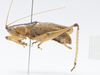 male, lateral view. Depicts CollectionObject 1578180; 2ac59bb4-0abb-4c3f-9558-f4506f316f0e, a CollectionObject.