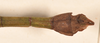 CollectionObject 1559447; 1c9fb590-c964-4e64-9bcf-d8ca20a3c2fc: copyright OUMNH. male: end of abdomen, dorsal view of synonym Phasma (Bacteria) geniculosum (holotype). (CollectionObject).