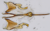 Aedeagus, ventral view: (Observation).