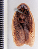 CollectionObject 1552895; 7f7b108f-7f82-4601-a73f-e40f682a7bf0: Image taken by Heidi Hopkins. (CollectionObject).
