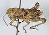 CollectionObject 1527236; 7a88addc-f916-4df8-a6cf-396917b82004: male, lateral view (holotype). (CollectionObject).