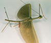 CollectionObject 1560727; 75324605-1e29-40b7-9218-bbda56b65ddd: copyright RMNH, Leiden. male, lateral view of Phasma (Necroscia) acanthocephalum (holotype). (CollectionObject).