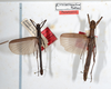 CollectionObject 1557227; 8a936a68-9978-4ad0-ad2d-d85b9bc80312: copyright ZMUH, Hamburg. male (syntype) on left. (CollectionObject).
