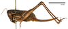 CollectionObject 1575326; 0bba0b0d-56b4-43b9-a80e-11cde05ff138: female, lateral view (syntype). (CollectionObject).