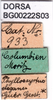 CollectionObject 1501818; 9c1b7c1c-e537-4f4c-ba98-4df717fbba77, DORSA BG00222S03: labels. (CollectionObject).