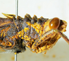 CollectionObject 1498818; 2da30b4f-c860-4267-8220-dc97688621d0: 2012. male, head and pronotum, lateral view. (CollectionObject).