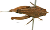 CollectionObject 1580132; be851a1c-34e6-4de2-bcf3-5196af8fa919: female, dorsal view. (CollectionObject).