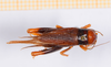 CollectionObject 1594398; 932f9df6-83b6-4bfc-9559-79c8120e562e: female, dorsal view. (CollectionObject).
