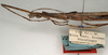 CollectionObject 1557158; NMW 971, ba7f1edc-94e1-462f-a90b-8815c1b07730: copyright NMW, Vienna. female: head and thorax, lateral view (holotype). (CollectionObject).
