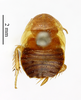 CollectionObject 1587607; MNHN(SF IMPORT DUPLICATE) MNHN-EP-EP1523, 847fcbbd-20c5-4e48-ae73-75886b3c4695: CC BY-NC-ND 4.0/MNHN - Depraetere Marion - 2014. Syntype, sex unknown, of perpulchrum Shelford, 1910. Specimen number: MNHN-EP-EP1523. http://coldb.mnhn.fr/catalognumber/mnhn/ep/ep1523. (CollectionObject).