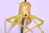 CollectionObject 1544492; UNCB ICN-MHN ORT 00888, 35302660-300a-4e71-97cc-a66843874a47: male, frons (holotype). (CollectionObject).