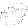 Pygofer, lateral view on Aroonra fusiplata Dworakowska, 1993: Pygofer, lateral view. (Observation).