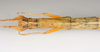 CollectionObject 1590189; 05bcff16-7f04-4c4e-ae04-145c53476550: copyright USNM, Washington. female head & thorax, dorsal view (paratype). (CollectionObject).;CollectionObject 1590190; ab173c49-77dc-406d-88c5-2e88b64a208f: copyright USNM, Washington. female head & thorax, dorsal view (paratype). (CollectionObject).