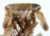 Head: !! display not done !! on Bostaera nasuta Ball, 1902: (Observation).