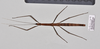 CollectionObject 1597631; 83635de7-6ca8-4b77-aab3-ca2a0d608a35: copyright QM. female, dorsal view (paratype). (CollectionObject).