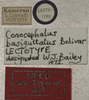 CollectionObject 1538890; 237a5ecb-9a9d-4725-9686-4905309c5e33: labels (lectotype). (CollectionObject).