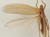 CollectionObject 1534569; 73957722-d5ba-4335-887b-bcb091f5668d: female, dorsal view (holotype). (CollectionObject).
